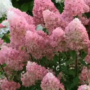 Hydrangea paniculata Magical Candle Magical Series 2