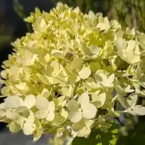 Hydrangea paniculata Phantom