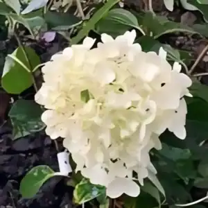 Hydrangea paniculata Silver Dollar 1