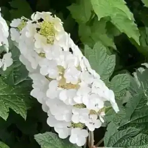Hydrangea quercifolia Snow Queen 3