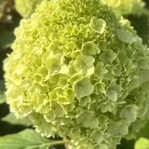 Hydrangea quercifolia Tara 1
