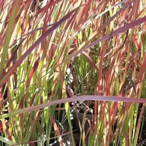 Imperata Cylindrica ‘Red Baron’ plant ready for delivery — Middleton Nurseries