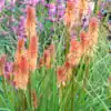Kniphofia 'Creamsicle' (Popsicle Series) - Image 3