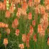 Kniphofia 'Creamsicle' (Popsicle Series) - Image 2