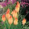 Kniphofia 'Creamsicle' (Popsicle Series)