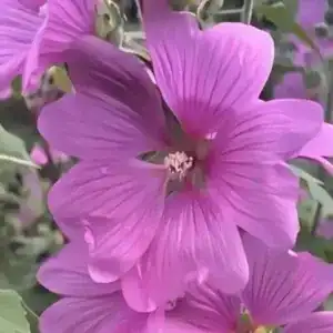 Lavatera x clementii Burgundy Wine 3