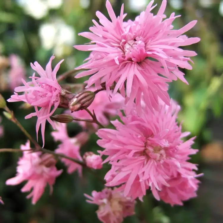 Chiroyli vagina rasmlar Vaginal soch turmagi fotosuratlari