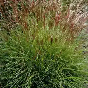 Close-up of Miscanthus sinensis ‘Cute One’ flowers — Middleton Nurseries plant for sale