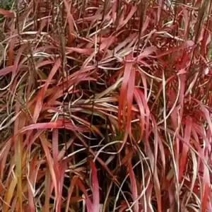 Miscanthus sinensis ‘Morning Light’ (Chinese Silver Grass) in full bloom — specialist nursery plant, Middleton Nurseries