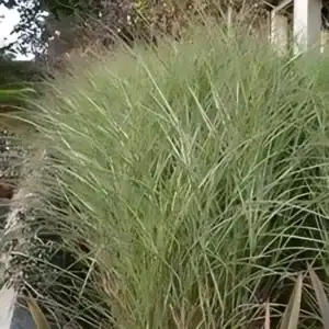 Detail of Miscanthus sinensis ‘Morning Light’ (Chinese Silver Grass) foliage and flowers — Middleton Nurseries
