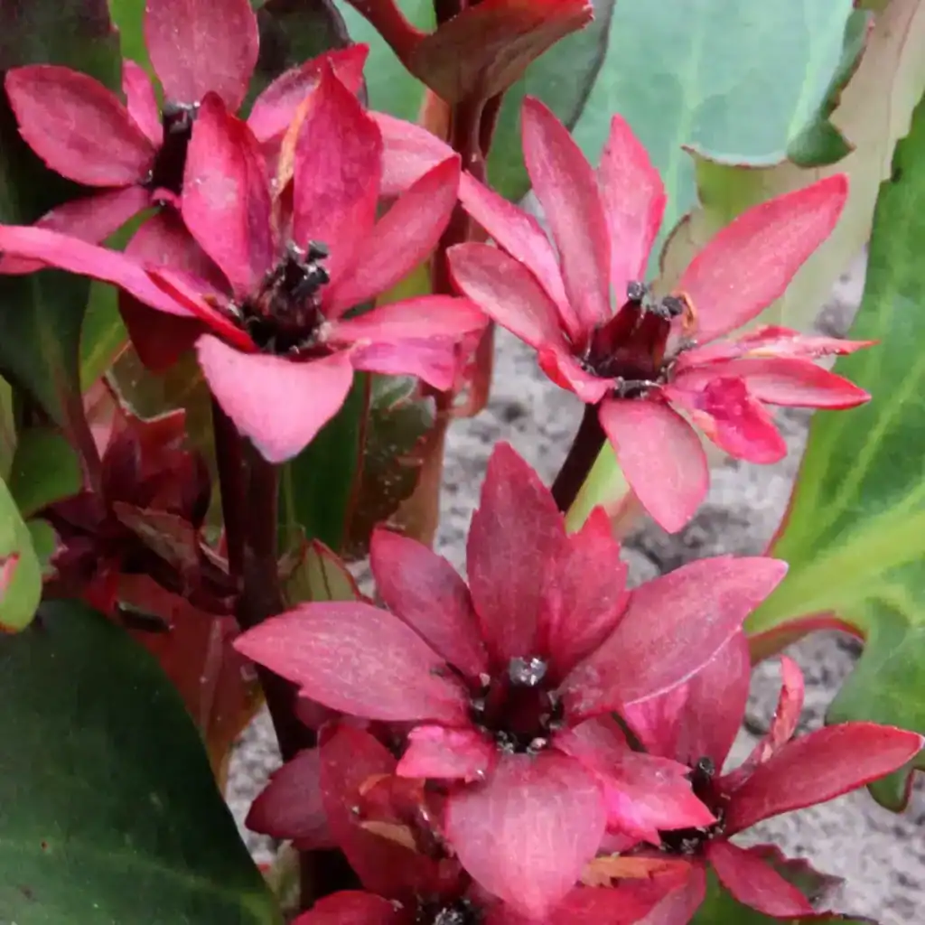 Mukgenia ‘Nova Flame’ flowering in the garden — Middleton Nurseries