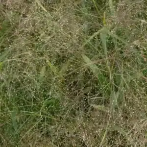 Panicum virgatum Fontaine