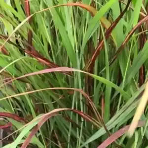 Panicum virgatum Oxblood Autumn