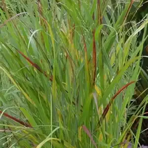 Panicum virgatum Sangria