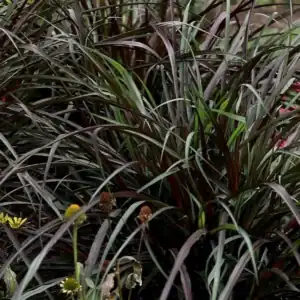 Pennisetum Vertigo 1