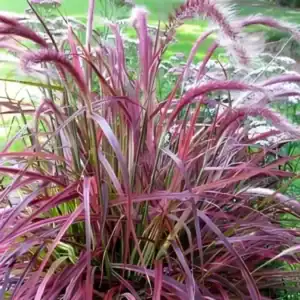Pennisetum advena Fireworks 1
