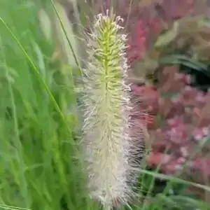 Pennisetum alopecuroides ‘Lady U 2
