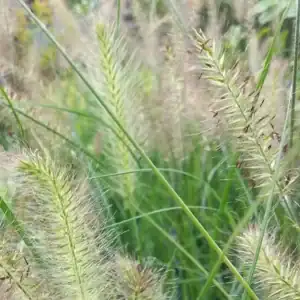 Pennisetum alopecuroides Hameln 1