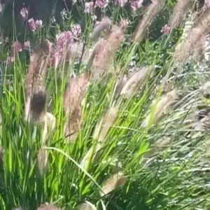 Pennisetum alopecuroides Herbstfreude