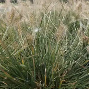 Pennisetum alopecuroides Little Bunny