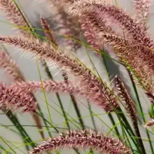 Pennisetum alopecuroides Red Head