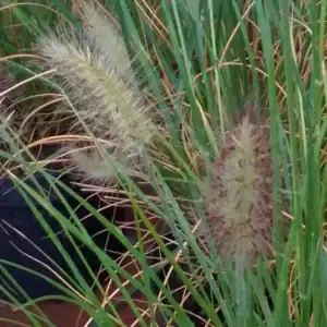 Pennisetum messaicum Red Bunny Tails