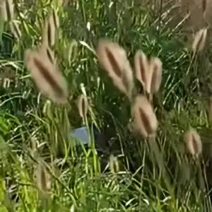 Pennisetum thunbergii Red Buttons