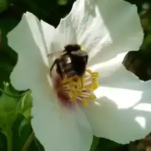 Philadelphus Belle Etoile 2