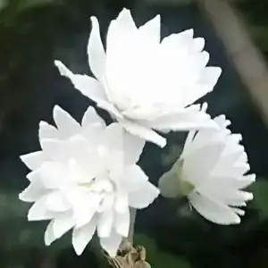 Philadelphus × virginalis 1