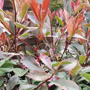 Photinia × fraseri Louise