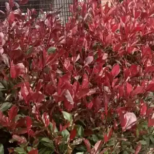 Photinia ‘Red Robin’ flowering in the garden — Middleton Nurseries