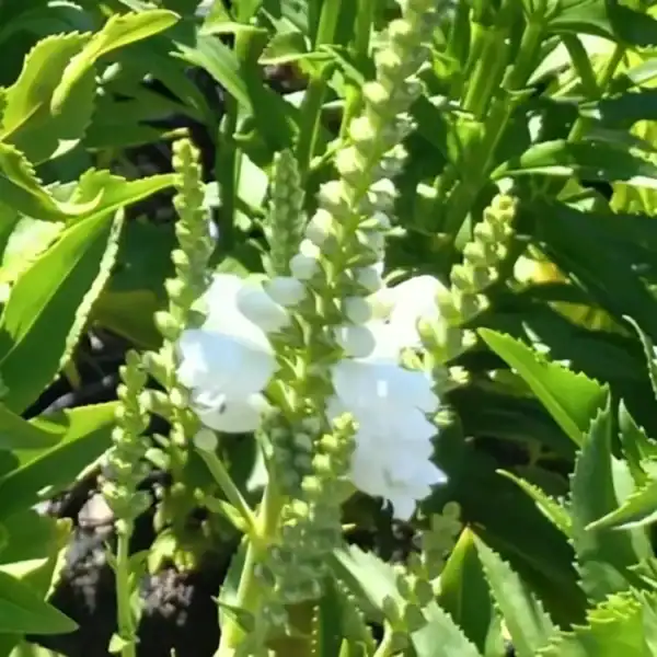 elkhorn plant 500 + Spores STAGHORN FERN Platycerium Bifurcatum Elkhorn Seeds – Seedville  USA