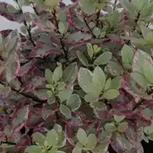 Pittosporum tenuifolium Bannow Bay Breebay