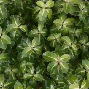 Pittosporum tenuifolium Gold Star