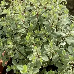 Pittosporum tenuifolium Silver Ball