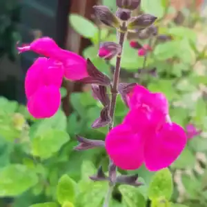 Salvia Neon 2 1 compress