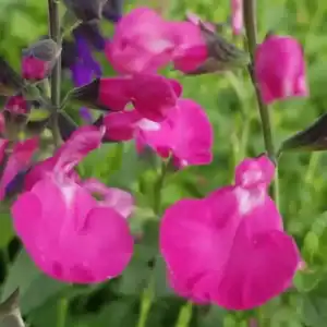 Salvia Vevina 2 2 compress 992x1024 1