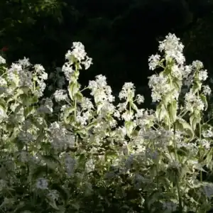 Salvia argentea 1 1 compress