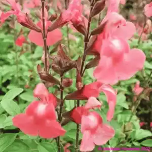 Salvia microphylla ‘Heatwave blast 1 compress 1
