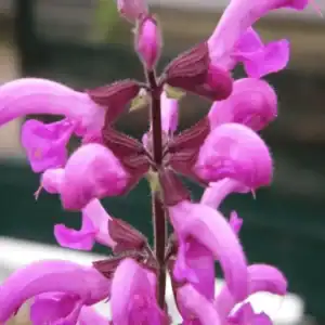 Salvia pratensis ‘Sweet Esmeralda’ growing in a garden border — Middleton Nurseries, Staffordshire