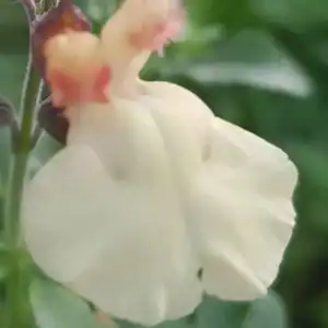 Salvia x jamensis Melen 2 1 compress