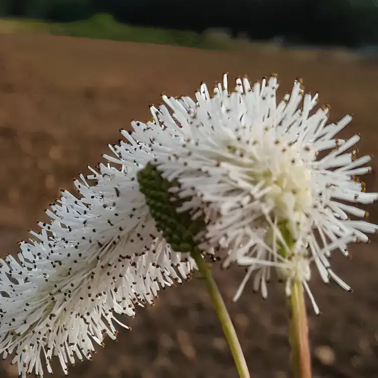 Sanguisorba Hakusanensis White Brushes Middleton Nurseries sanguisorba-hakusanensis-white-brushes-middleton-nurseries