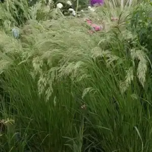 Stipa calamagrostis Allgau