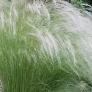 Lush green ornamental grasses at Middleton Nurseries for landscaping and garden decor.