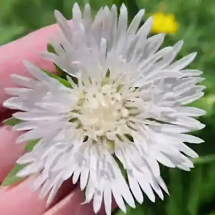 Stokesia laevis Divinity 1
