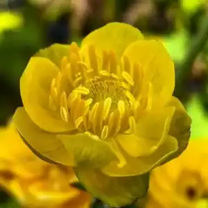 Trollius × cultorum New Moon 3