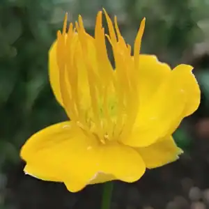 a yellow flower with long petals