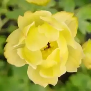 a yellow flower with green leaves