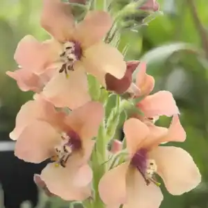 Verbascum Caribbean Crush
