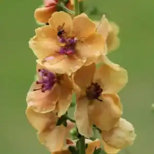 Verbascum Clementine